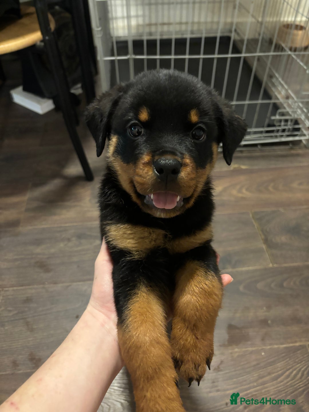 Rottweiler dogs for sale: 1 little girl rottie left  - Image 3