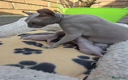 Sphynx cats for sale: Elf Sphynx Kittens  - Image 6