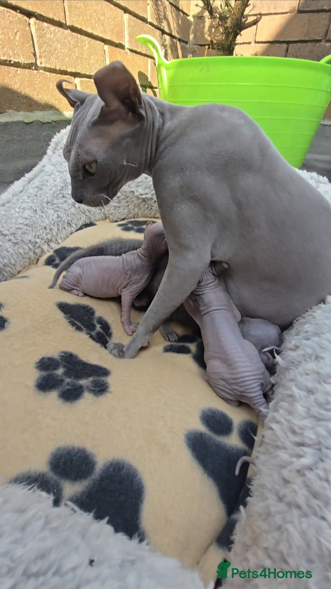 Sphynx cats for sale: Elf Sphynx Kittens  - Image 6