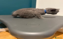Scottish Fold cats for sale: Scottish Fold Kittens  - Image 12
