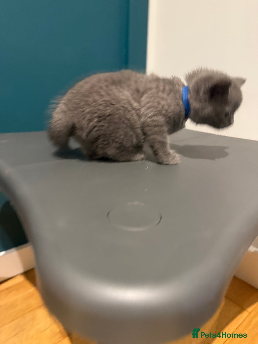 Scottish Fold cats for sale: Scottish Fold Kittens  - Image 12