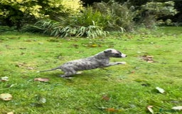 Whippet dogs for sale: SUPER KC Whippet puppies Show bred - Image 17
