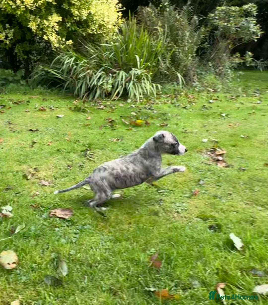 Whippet dogs for sale: SUPER KC Whippet puppies Show bred - Image 17