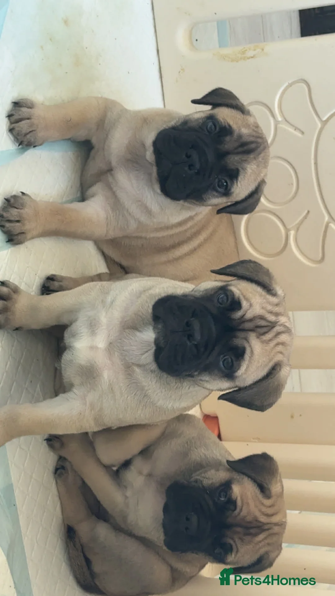 Bullmastiff dogs for sale:  Bullmastiff Puppy boy  - Advert 2