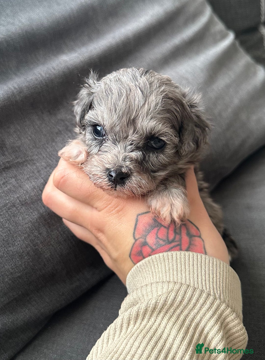 Maltipoo dogs for sale: F1 Toy Maltipoos - Advert 34