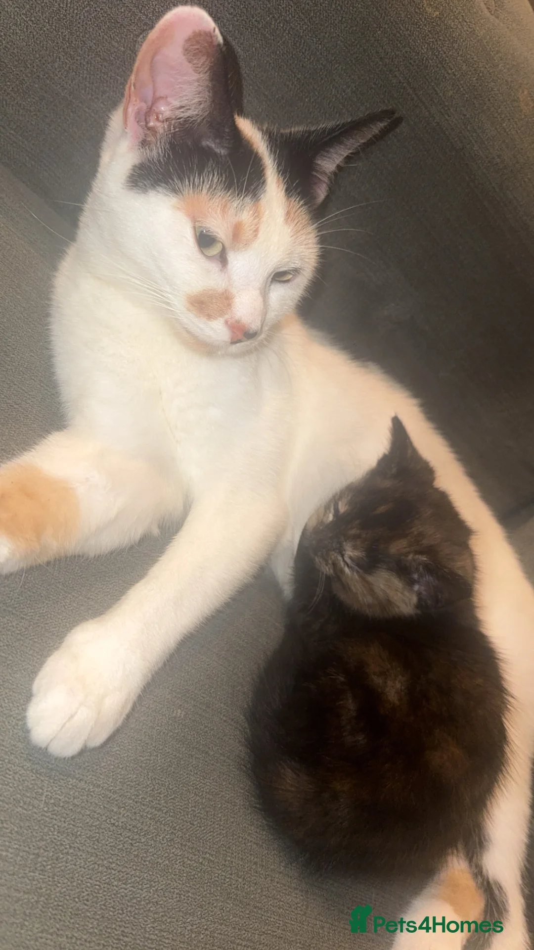 Mixed Breed cats for sale: Kittens for sale  - Advert 1