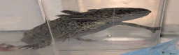 Axolotl reptiles for sale: 3 females hypo axolotl babies - Advert 22