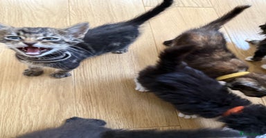 Mixed Breed cats - Advert 4