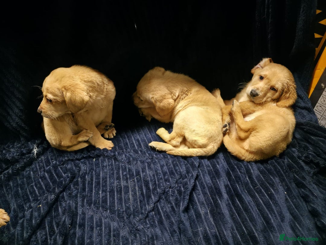 Labrador Retriever dogs for sale: Golden Labrador puppies  - Image 9