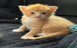 Mixed Breed cats for sale: 2 Ginger (1 m and 1 f) and 1 tuxedo male kitten - Image 8