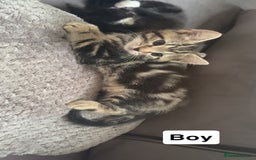 Mixed Breed cats for sale: Mixed breed  - Image 6