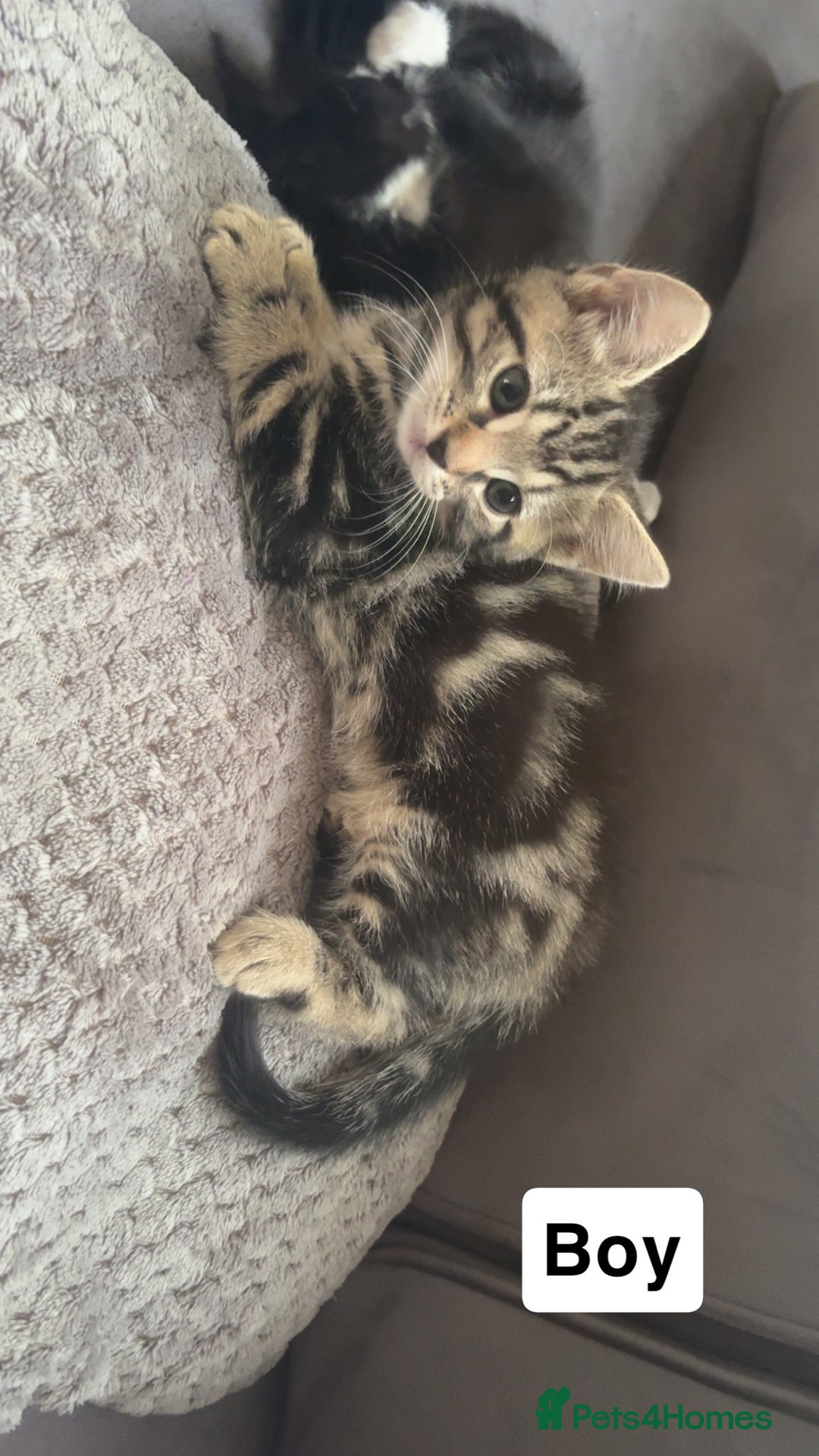 Mixed Breed cats for sale: Mixed breed  - Image 6