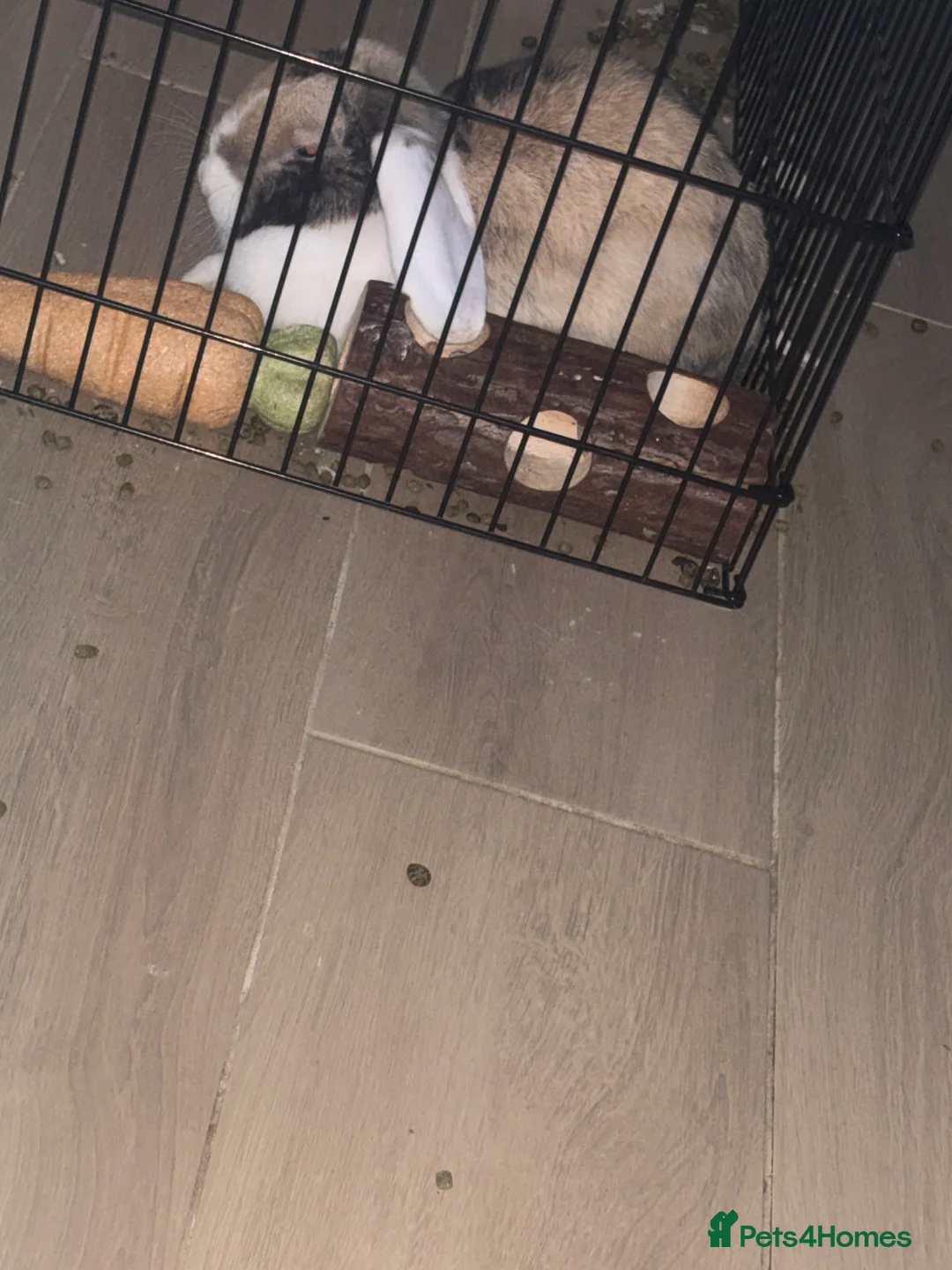 English Lop rabbits for sale: Rabbit  - Advert 2