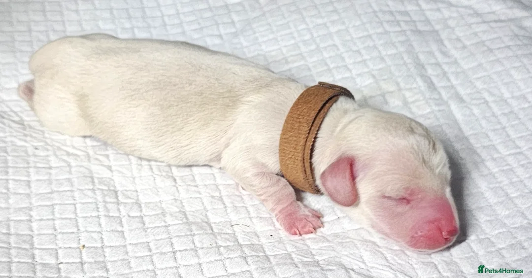 Miniature Dachshund dogs for sale: ⭐️⭐️⭐️⭐️⭐️ CREAM INTENSITY MINIDACHSHUND KCREG🐾❤️ - Advert 22