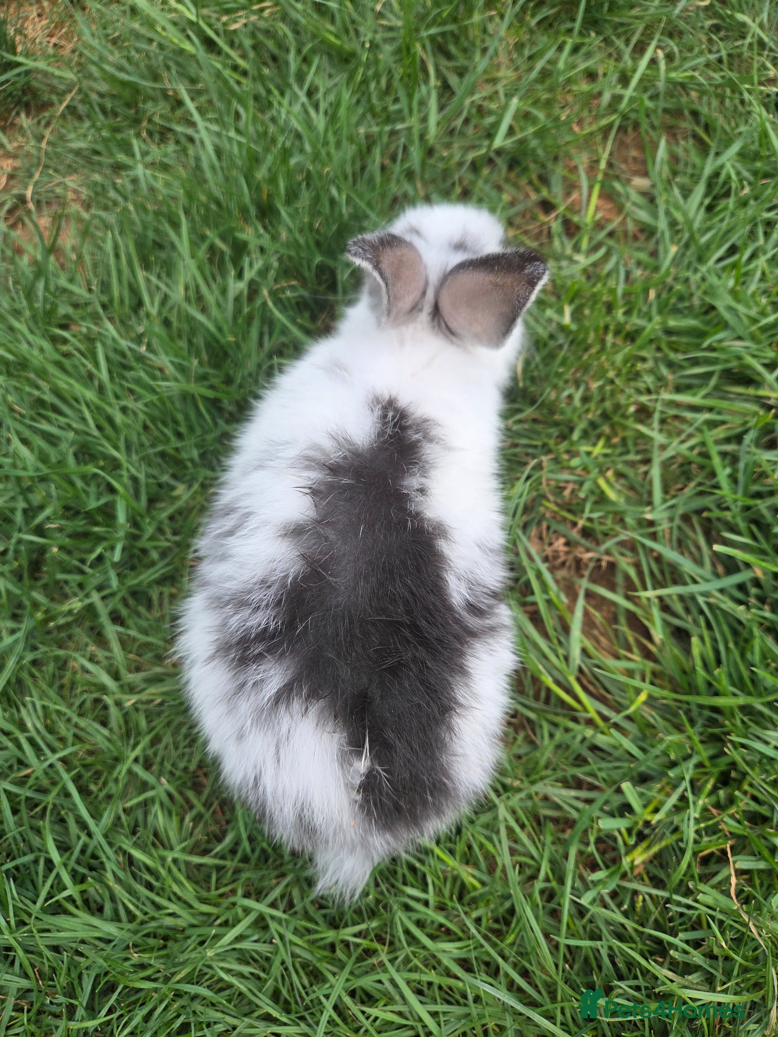 Mixed Breed rabbits for sale: 2 male rabbits for sale in Wellingborough - Advert 2