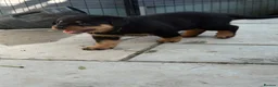 Rottweiler dogs for sale: ⭐️4 Rottweiler Boys For Sale ⭐️ - Advert 15