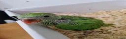 Ringnecks birds for sale: I have ready baby hand reared ring neck  - Advert 4