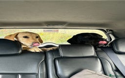 Labrador Retriever dogs for sale: golden lab for sale - Image 8