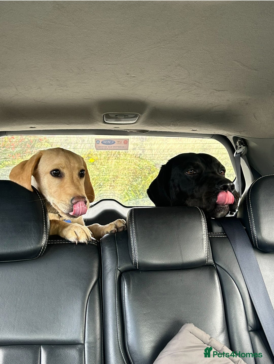 Labrador Retriever dogs for sale: golden lab for sale - Image 8