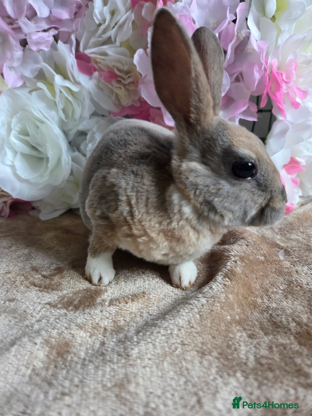Mini Lop rabbits for sale: Mini lop & mini rex babies available  - Advert 6