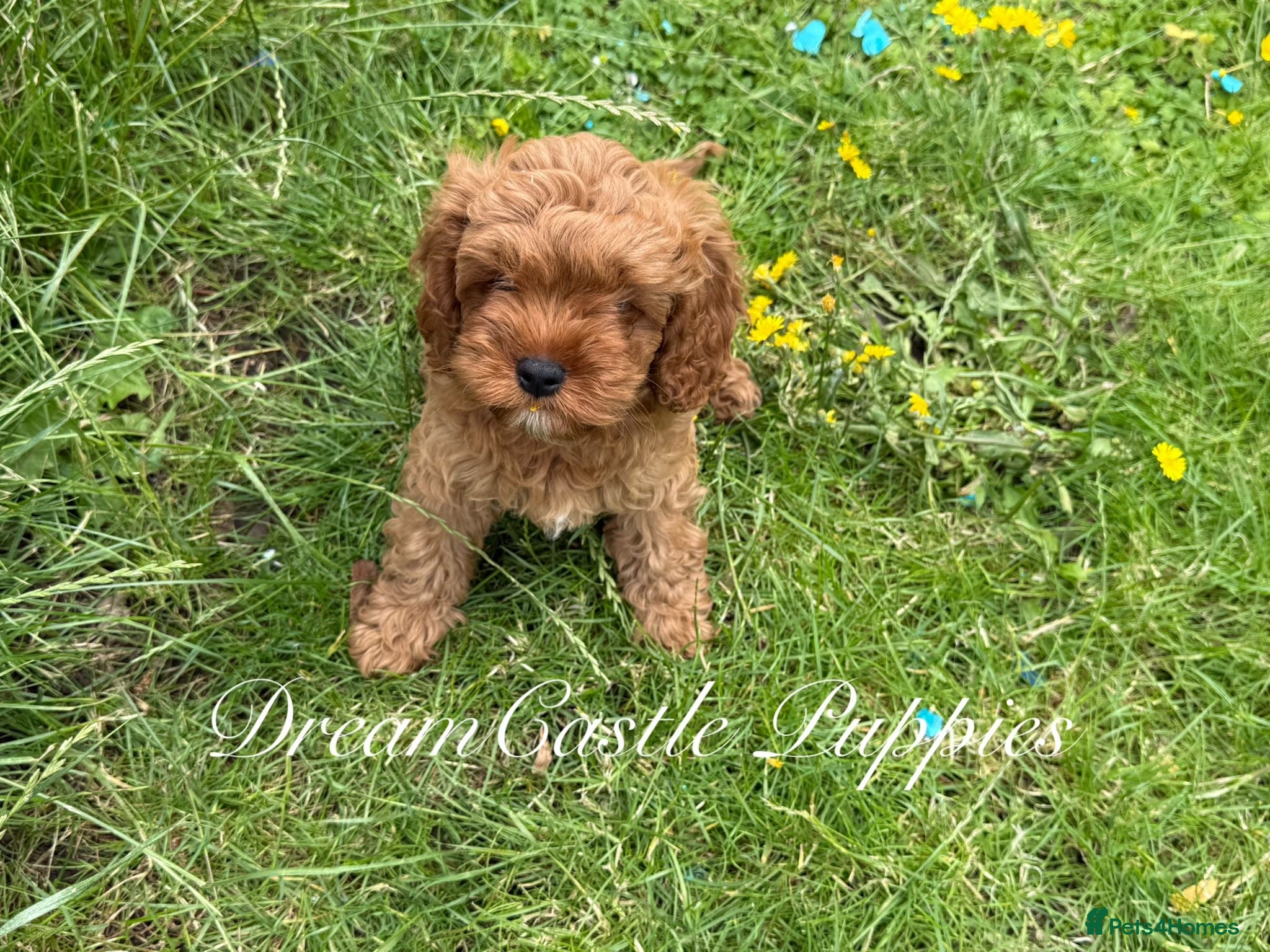 Cavapoo dogs Ready now Last boy Asian teddy poodle dad  - Advert 1
