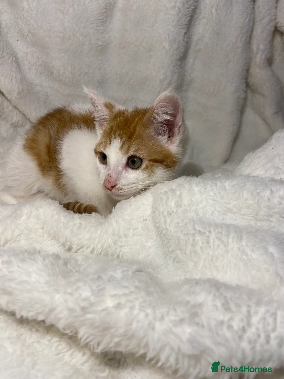 Mixed Breed cats for sale: Cute ginger kitten awaiting for it’s forever home  - Advert 2