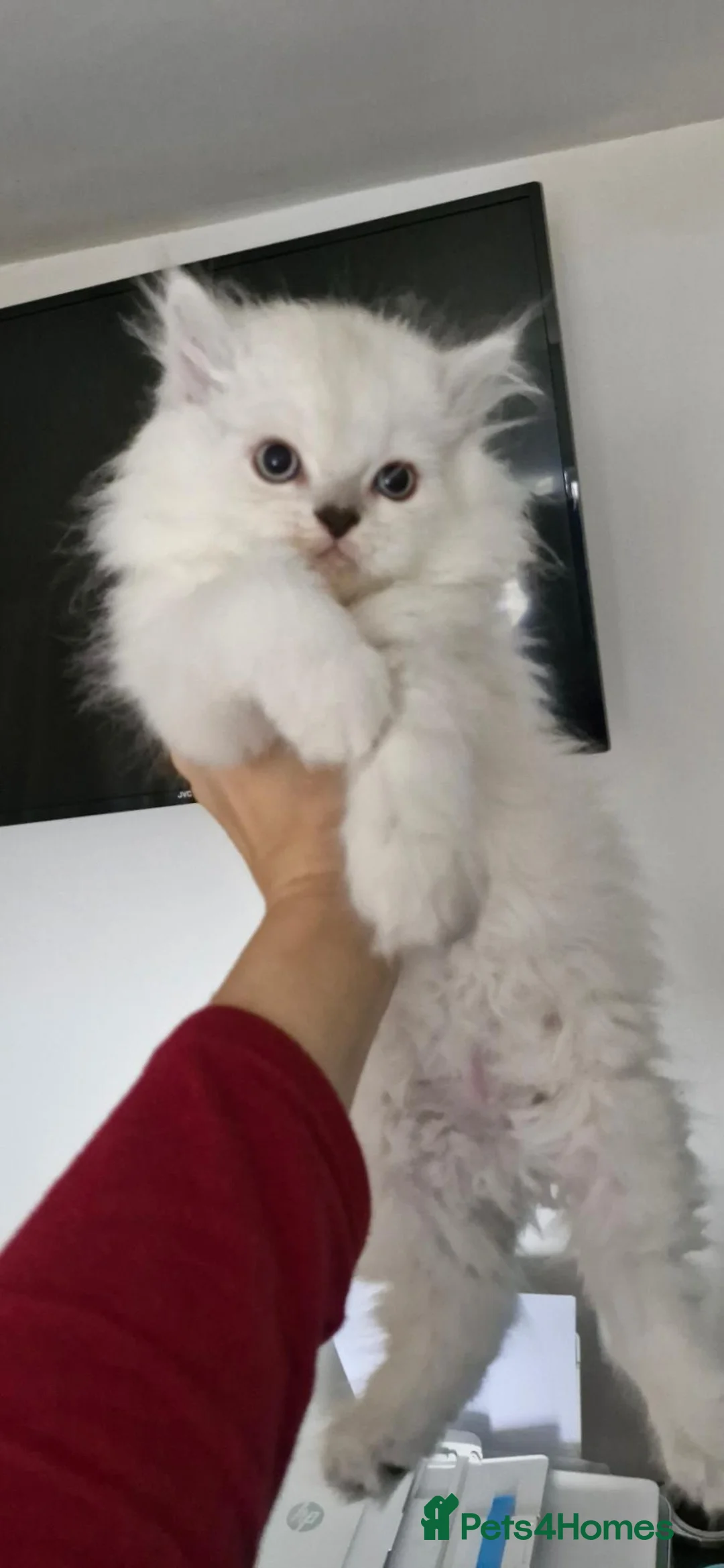 Persian cats for sale: 4 Persian Kittens Doll Face  - Advert 9