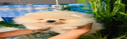 Pomeranian dogs for sale: KC white pomeranian pups ready now !  - Advert 29