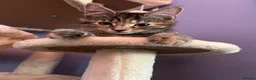 Maine Coon cats for sale: Half Maine coon (Last lady) - Advert 3