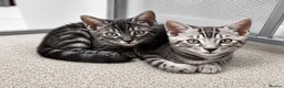 Bengal cats for sale: Tica registered male silver charcoal kitten  - Advert 2