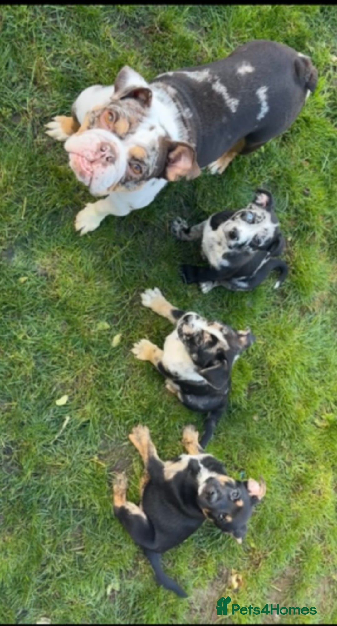 Mixed Breed dogs for sale: Ready now old Tyme English- British bulldogs  - Image 5