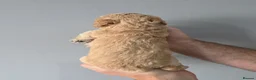 Cockapoo dogs for sale: 2 F1b Cockapoo Boys. DNA HEALTH TESTED - Advert 15