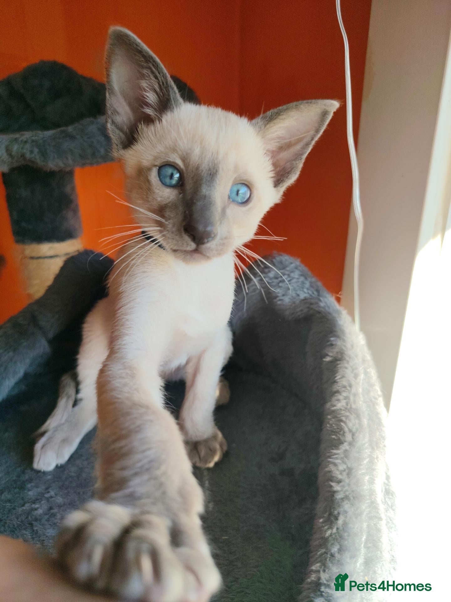 Siamese cats Gorgeous Siamese kittens!!! - Advert 2