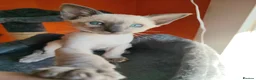Siamese cats for sale: Gorgeous Siamese kittens!!! - Advert 2