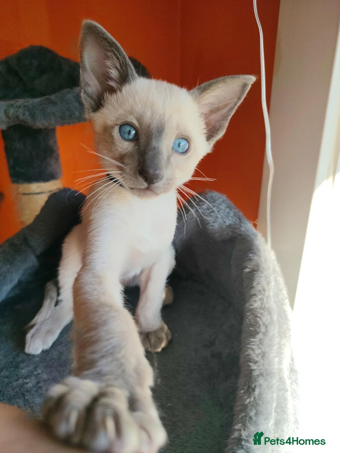 Siamese cats for sale: Gorgeous Siamese kittens!!! - Advert 2
