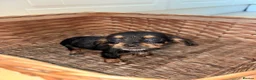 Miniature Dachshund dogs for sale: Wired dachund puppies  - Advert 4
