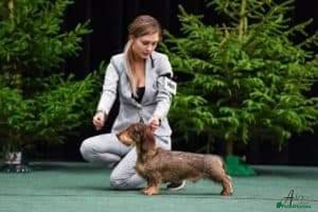 Dachshund dogs for stud: KC Registered Wirehaired Dachshund for Stud in Stoke-on-Trent - Image 5
