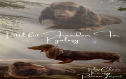 Miniature Dachshund dogs for sale: Quality miniature long hair choc & tan dapples - Image 6