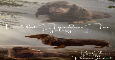 Miniature Dachshund dogs - Advert 4