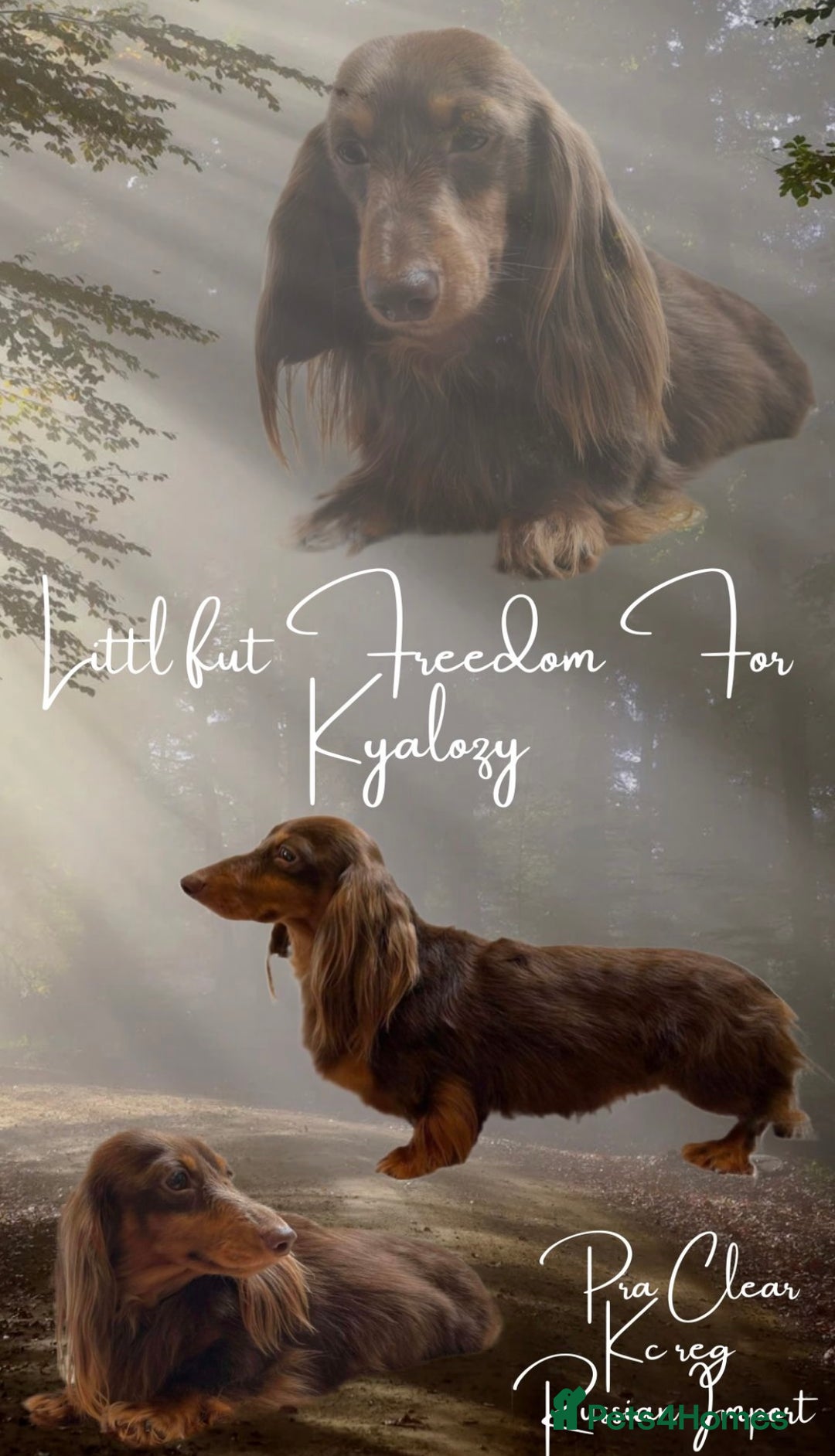 Miniature Dachshund dogs for sale: Quality miniature long hair choc & tan dapples - Image 6