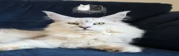 Maine Coon cats for sale: TICA Black Silver Shaded Maine Coon Kittens  - Advert 3