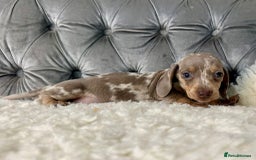 Miniature Dachshund dogs for sale: Miniature Dachshund Puppies ONE LEFT - Image 14