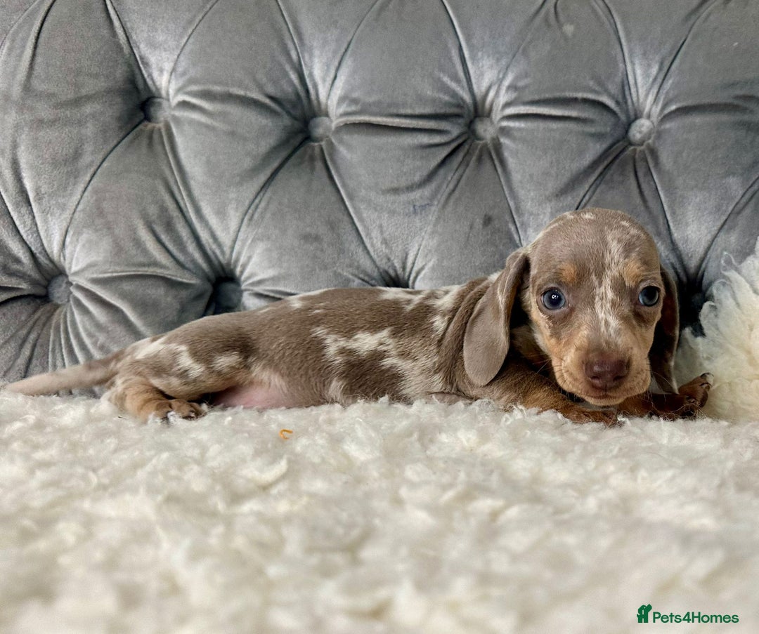 Miniature Dachshund dogs for sale: Miniature Dachshund Puppies ONE LEFT - Image 14