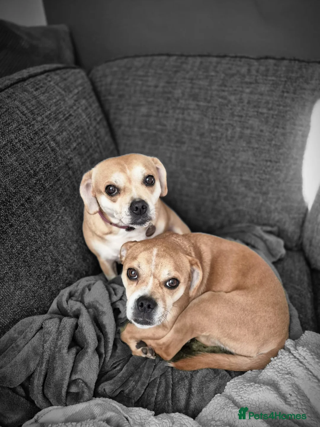 Mixed Breed dogs for sale: 2 Staffie x Pugalier dogs  - Advert 2