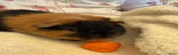 Guinea Pig rodents for sale: Lovely 7 month old male guinea pig, very friendly  - Advert 3