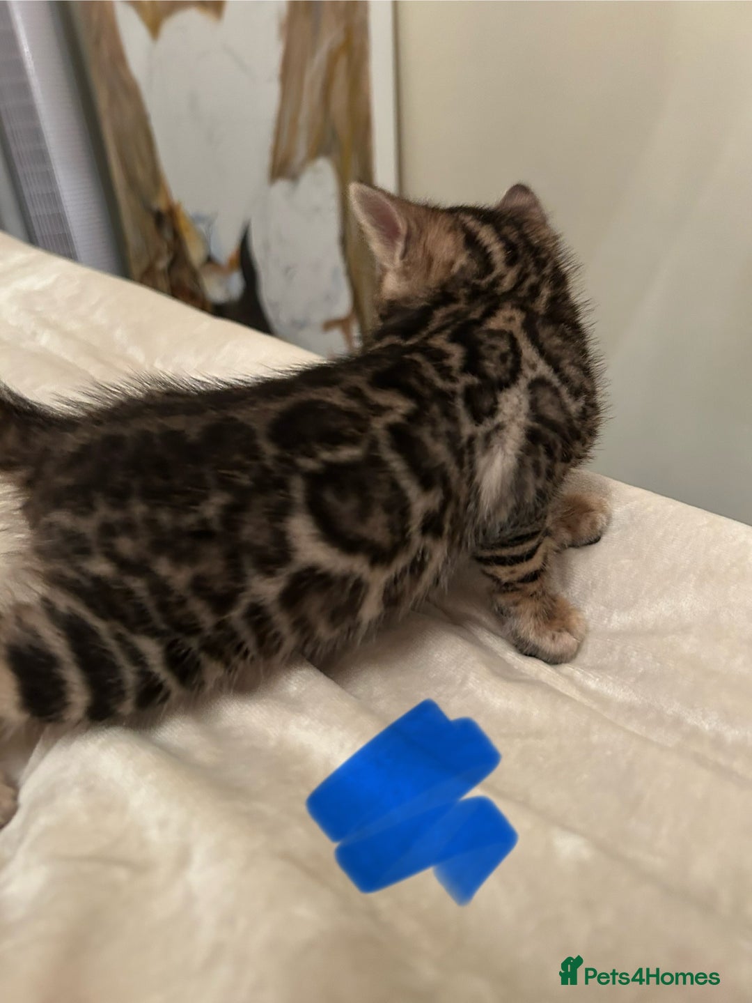 Bengal cats for sale: ❤️ Stunning Bengal Kittens for Reservation ❤️ - Advert 14