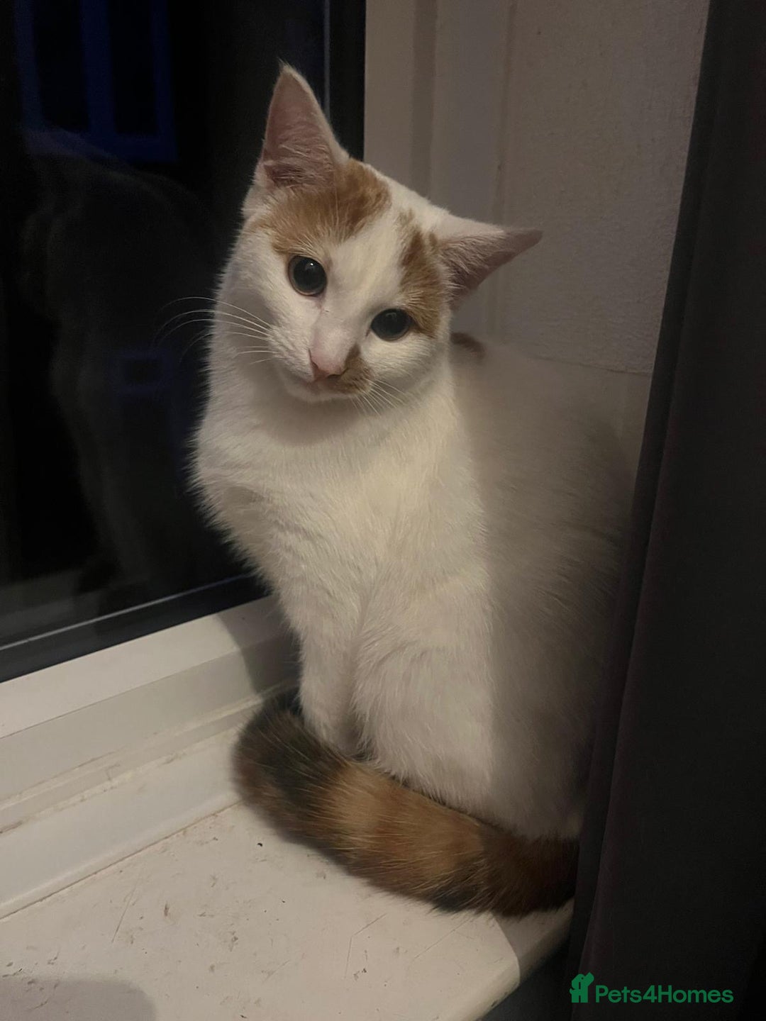 British Shorthair cats for sale: White short hair kitten  - Advert 3