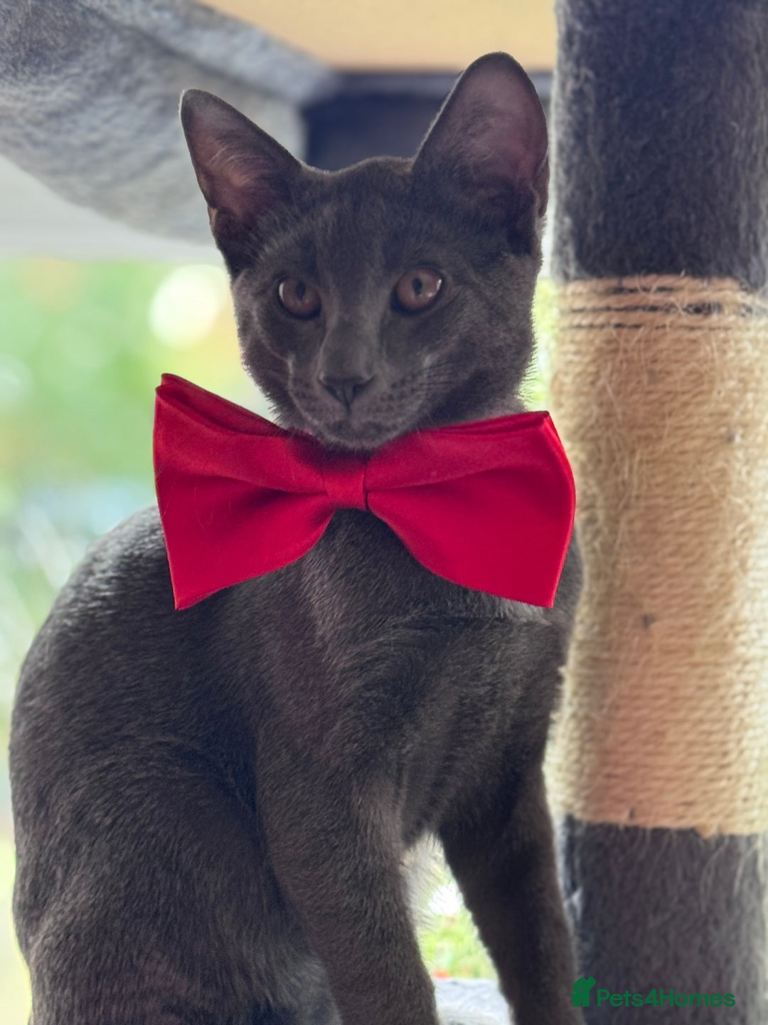 Oriental cats for sale: Ready now! Beautiful oriental mix kittens  - Image 24