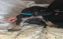 Great Dane dogs for sale: Great dane puppies for sale  - Image 16