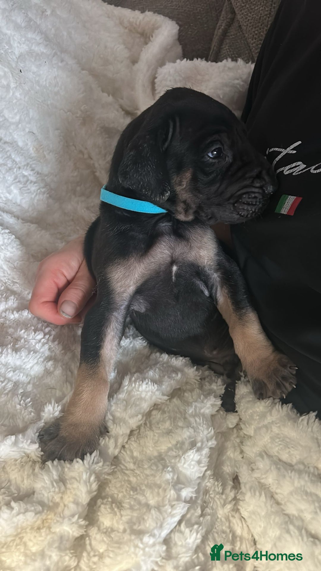 Great Dane dogs for sale: Great dane puppies for sale  - Image 16